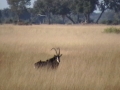 Sable antelope 3 